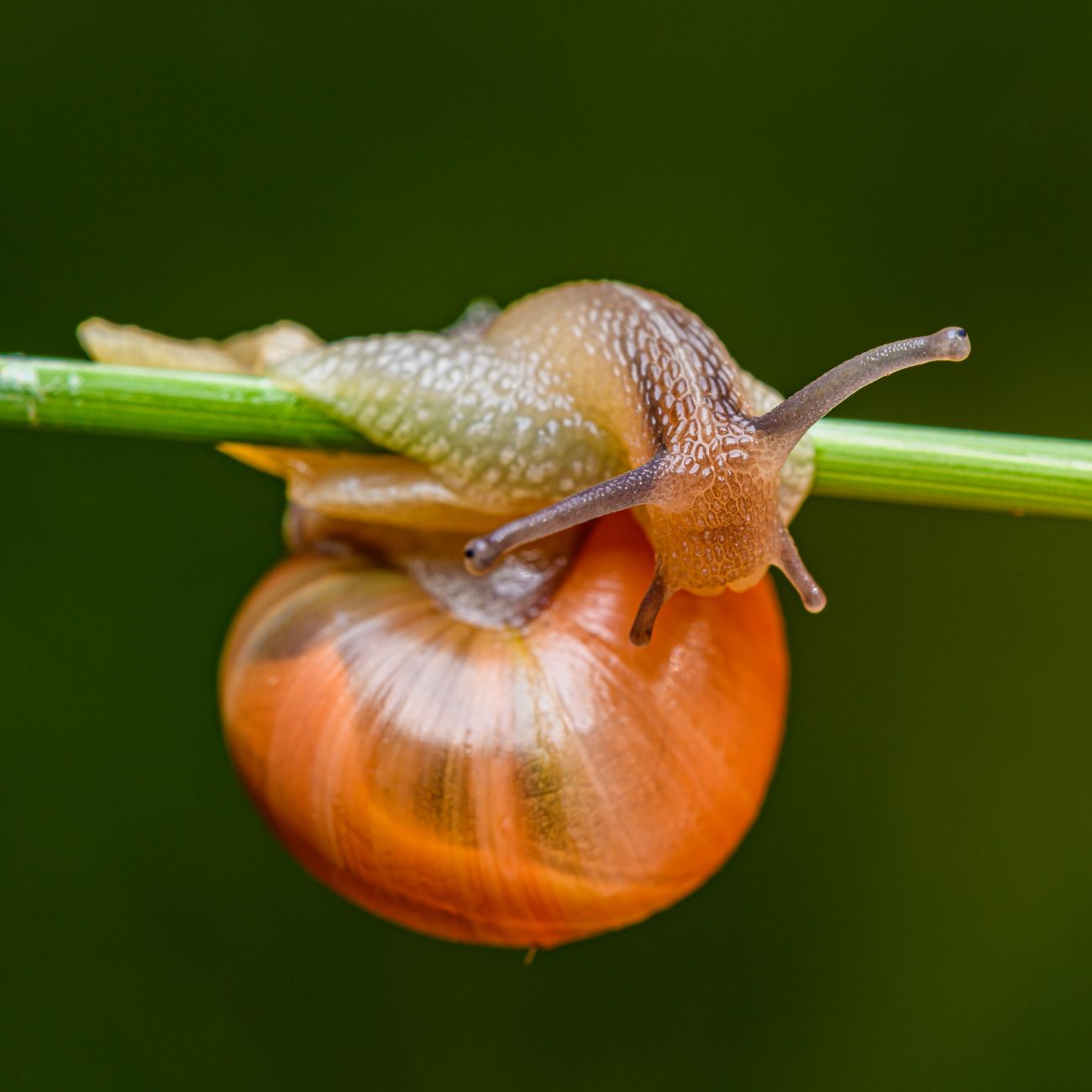 Integrated Parasite Management
