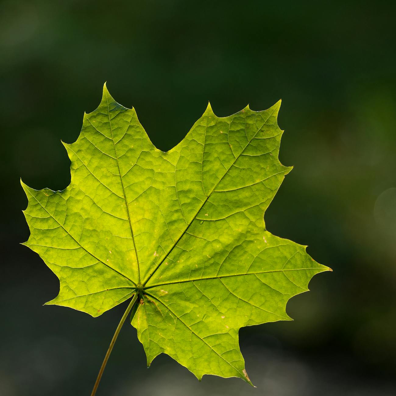 Photosynthesis and Light Quality