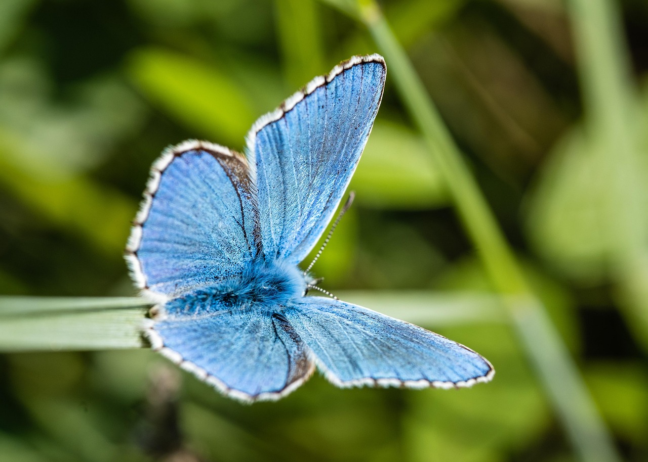 Biodiversity Conservation