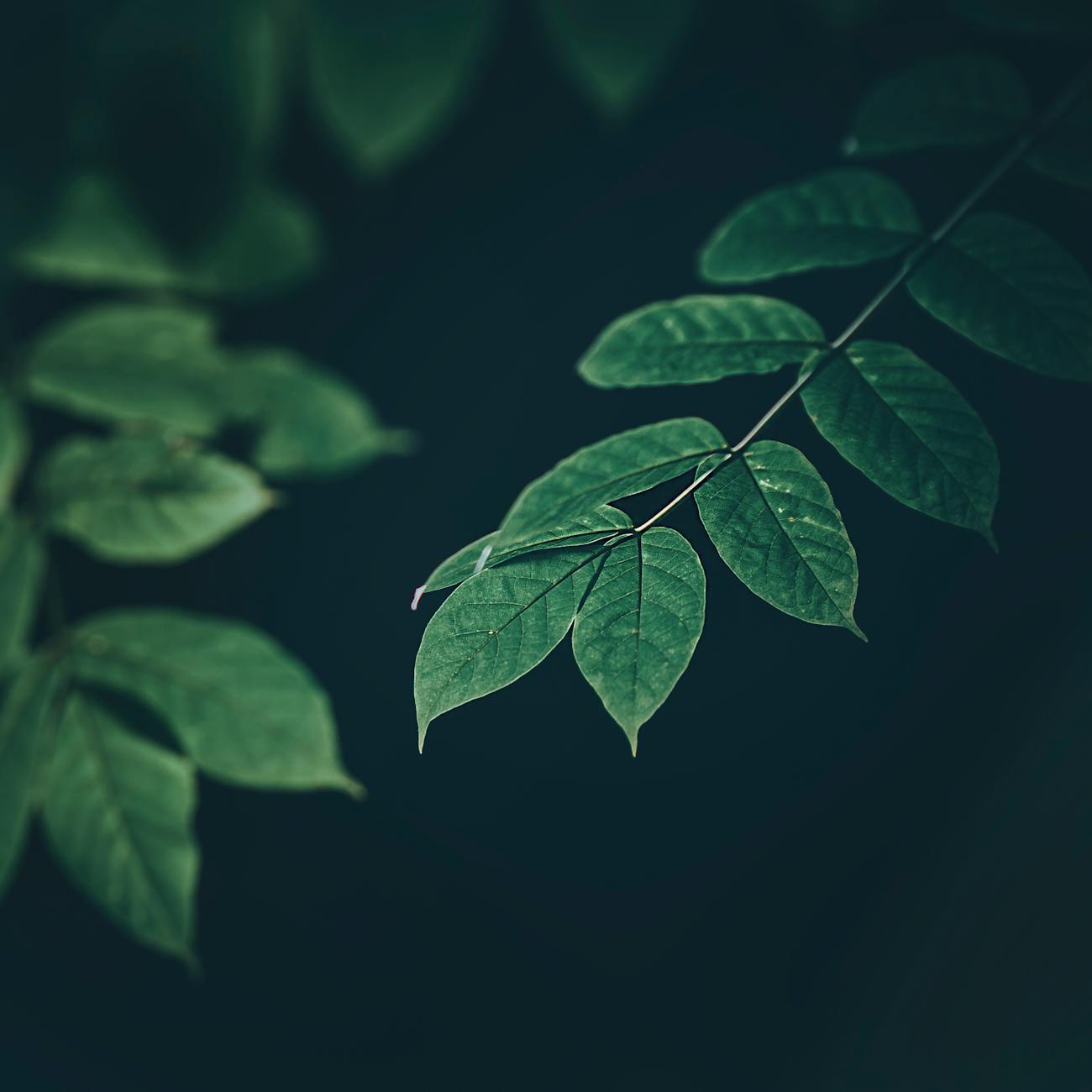 Green Finance and Investment
