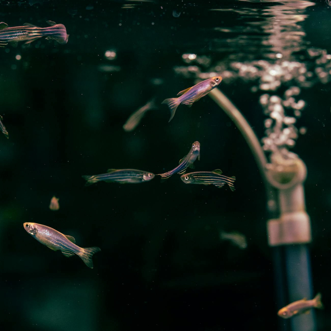 Aquatic Chemistry