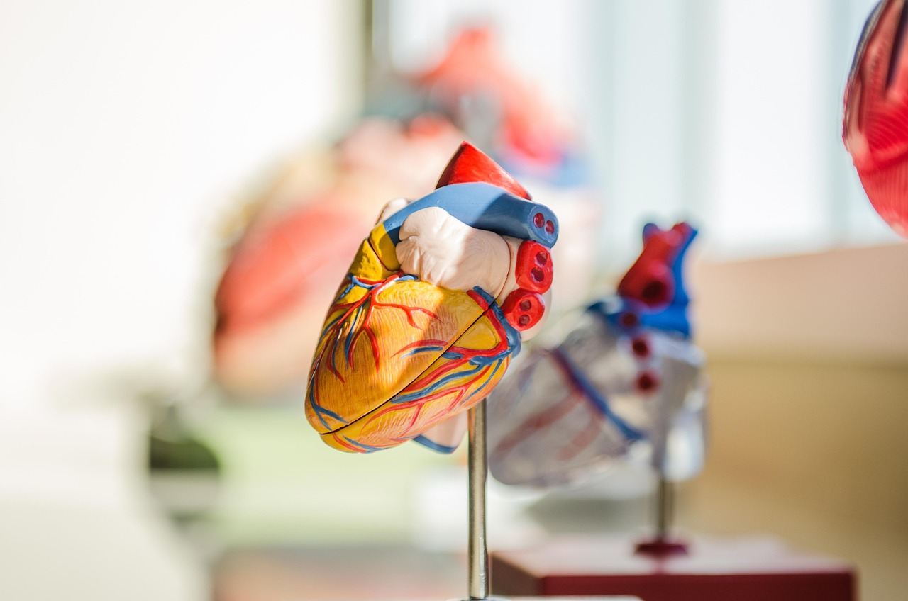 Anatomy and Physiology Basics