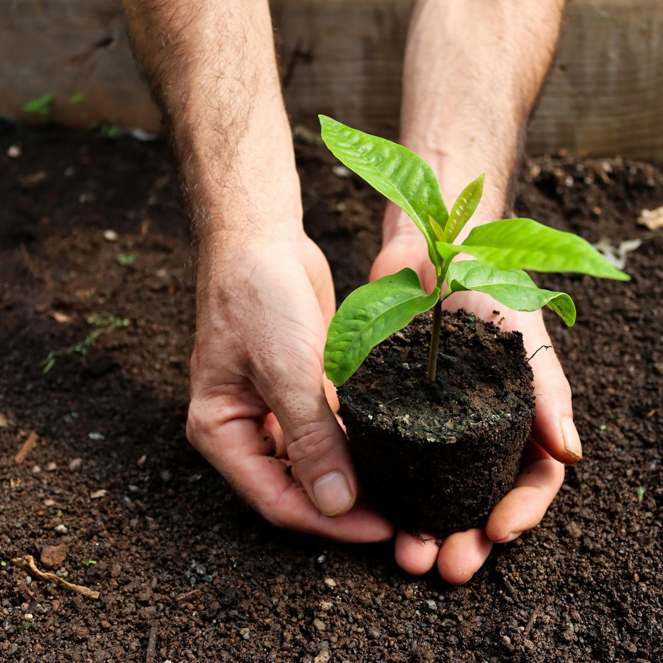 Soil Health and Nutrient Management
