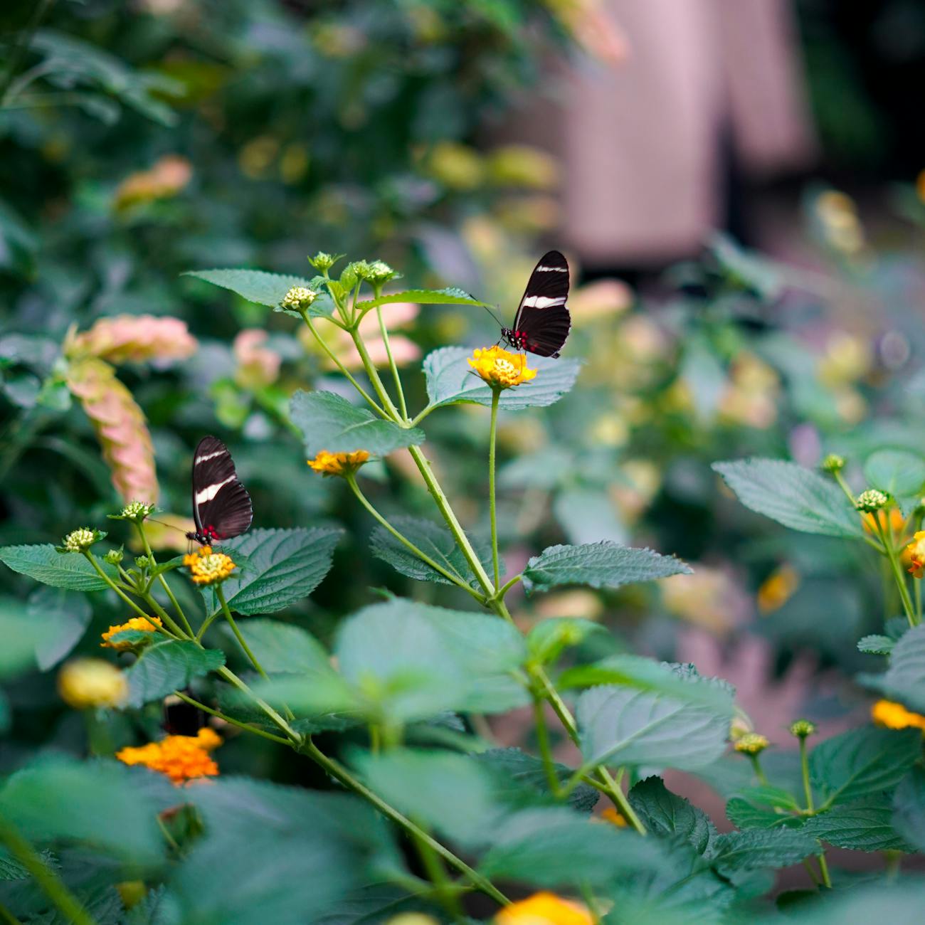 Biodiversity Conservation in Music Enterprises