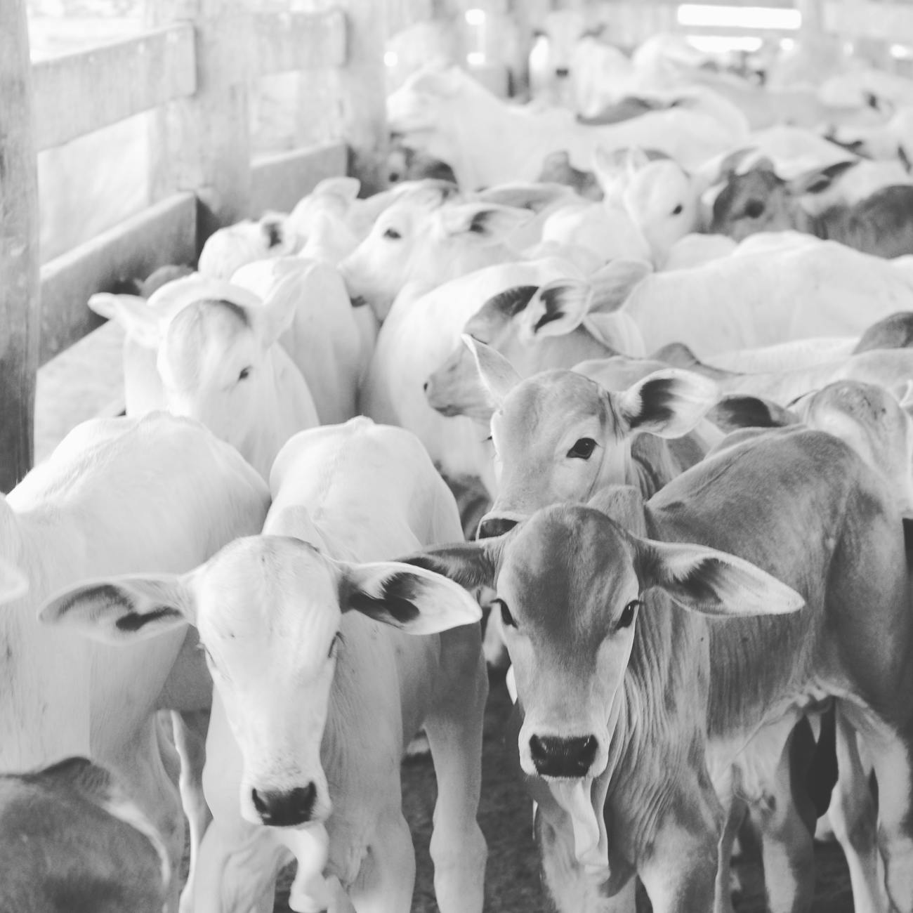 Ethical Considerations in AI for Veterinarians