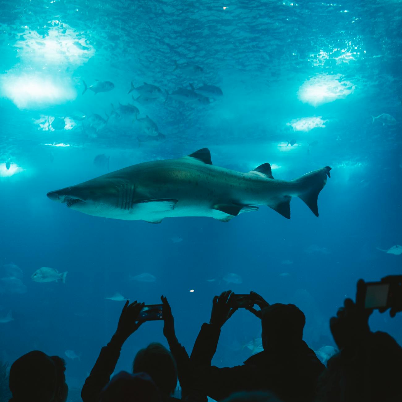 Marine Ecosystems and Biodiversity
