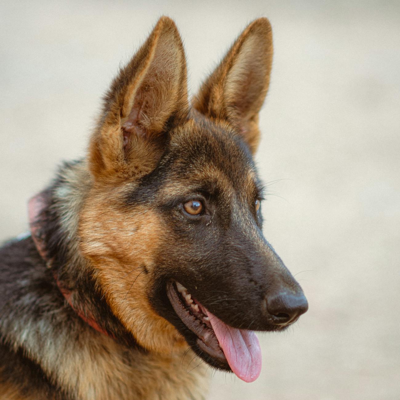 Canine Anatomy and Physiology