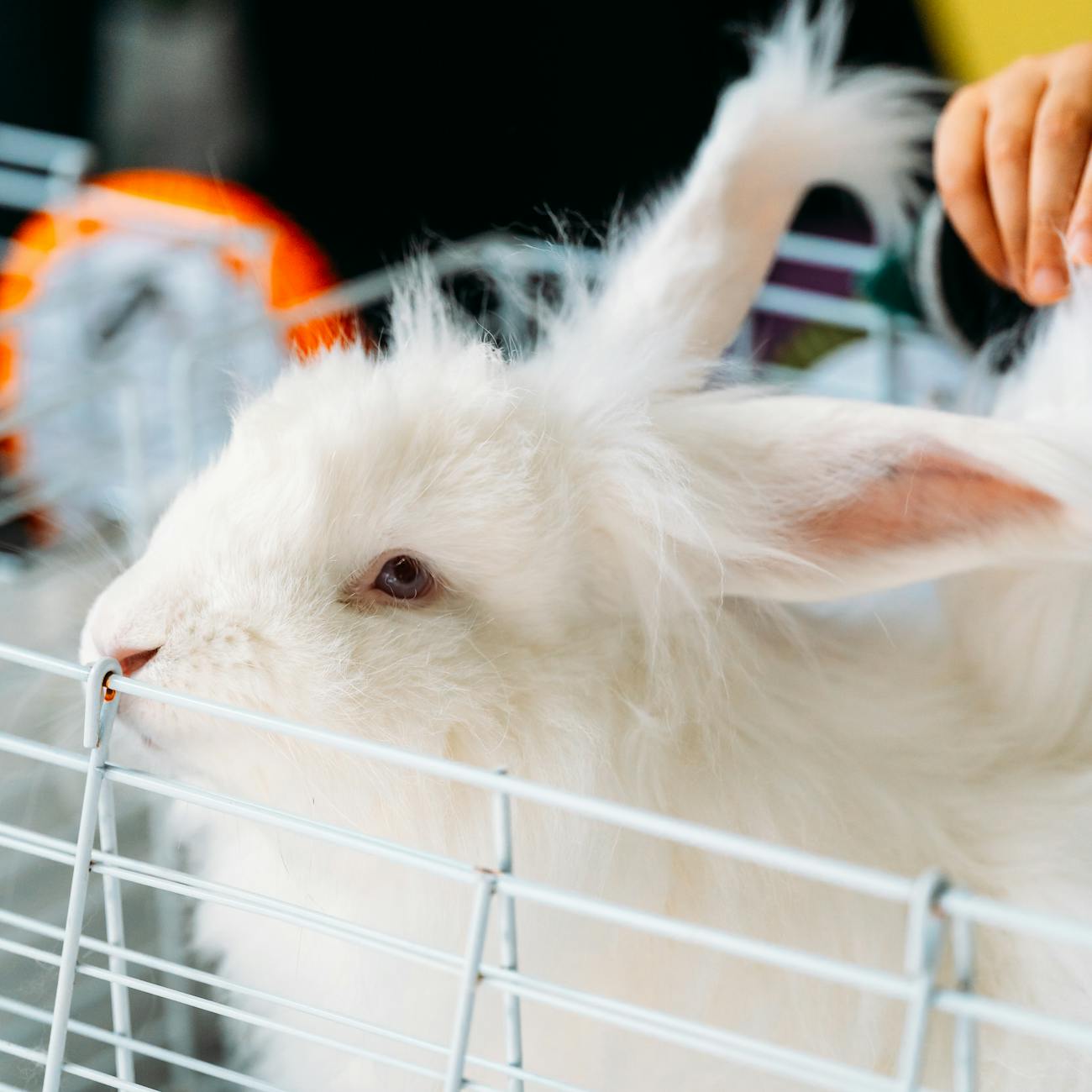 Small Animal Rehabilitation Techniques