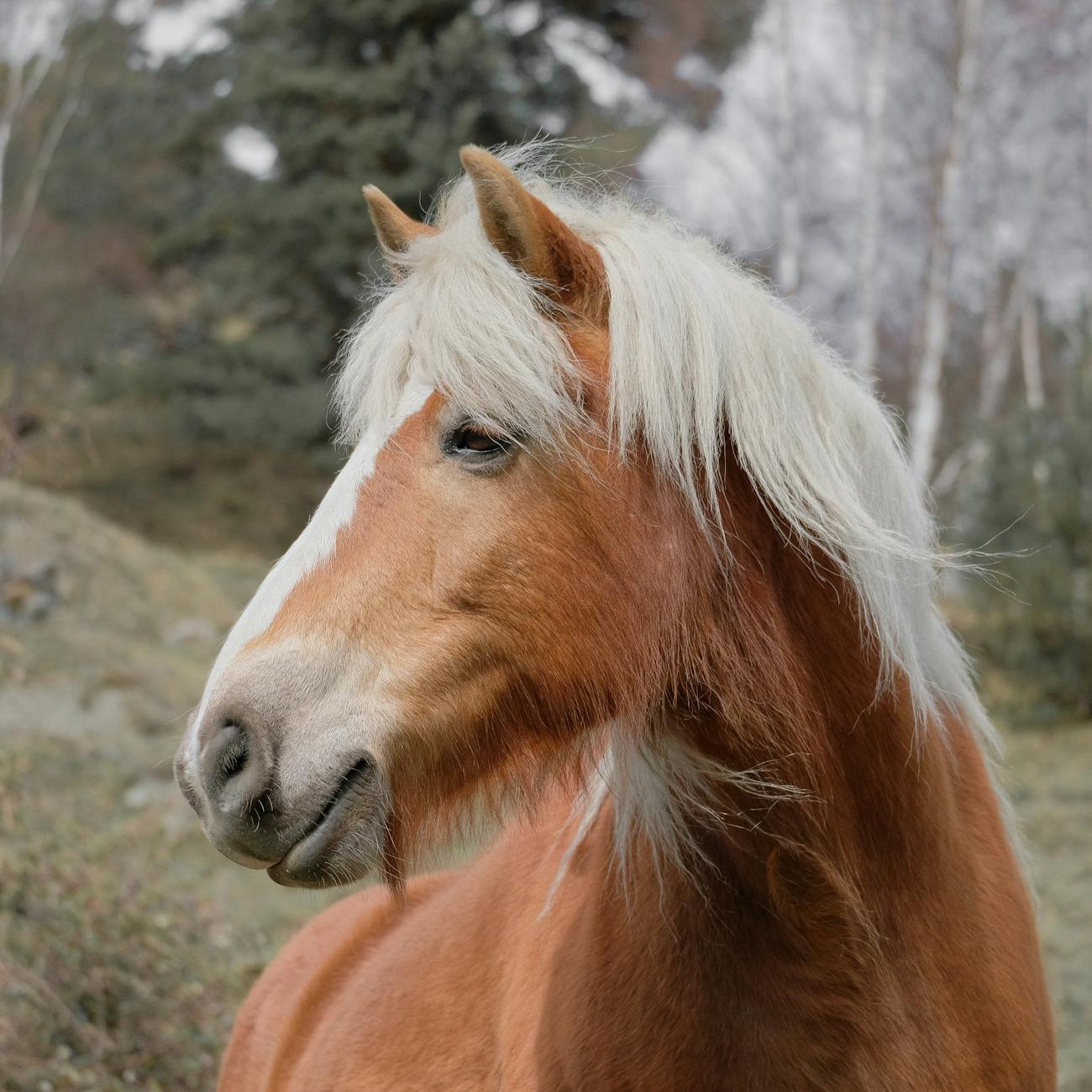 Large Animal Neurological Assessment