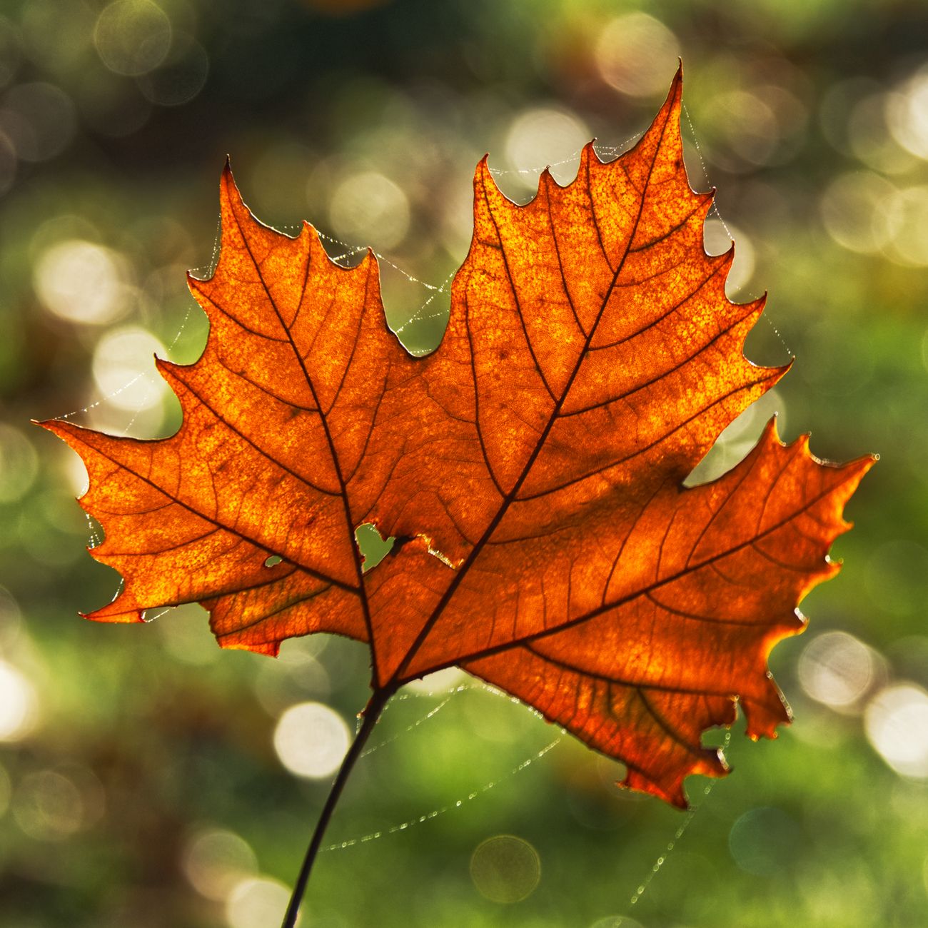 The Cardiovascular System in Functional Medicine
