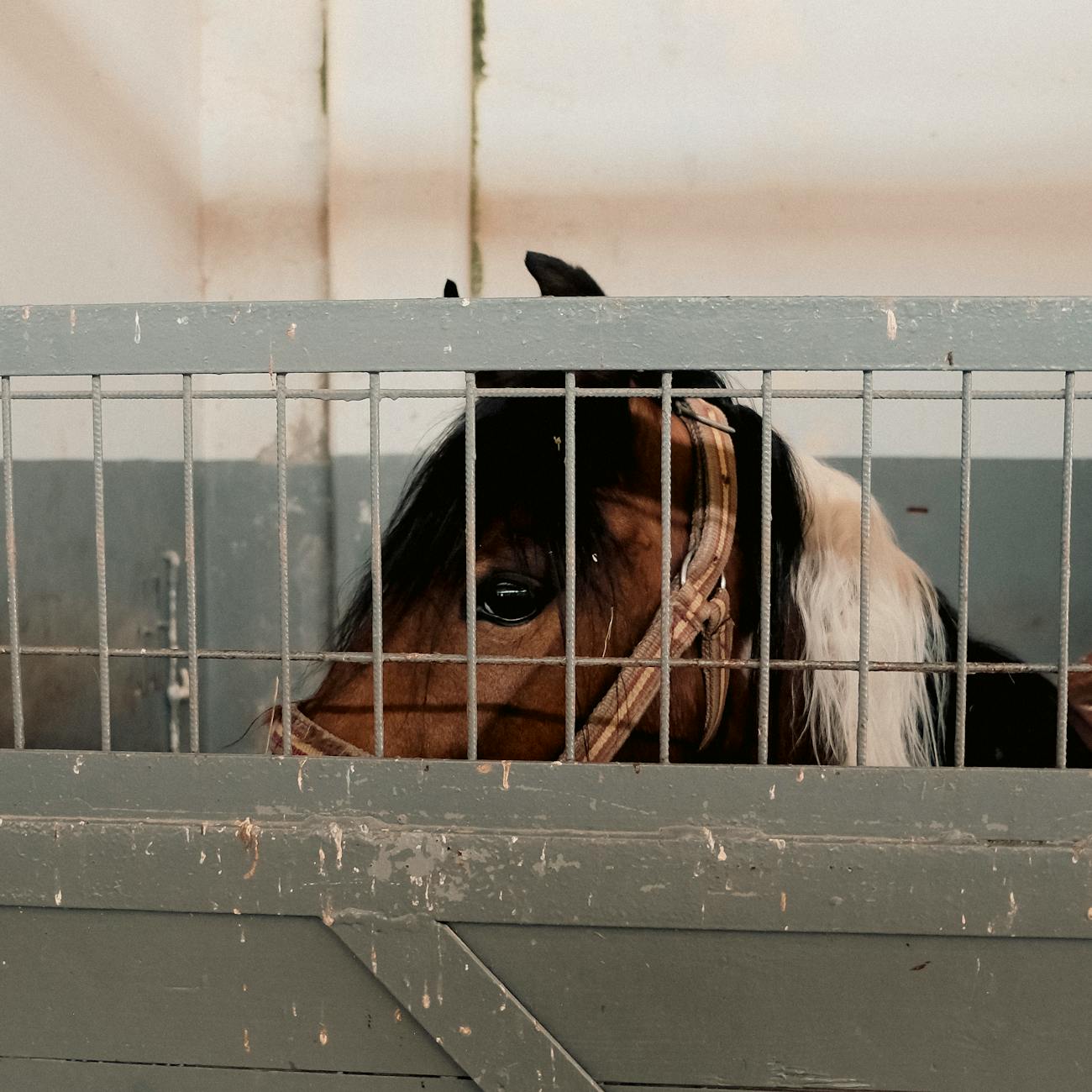 Ethics and Professionalism in Equine Therapy