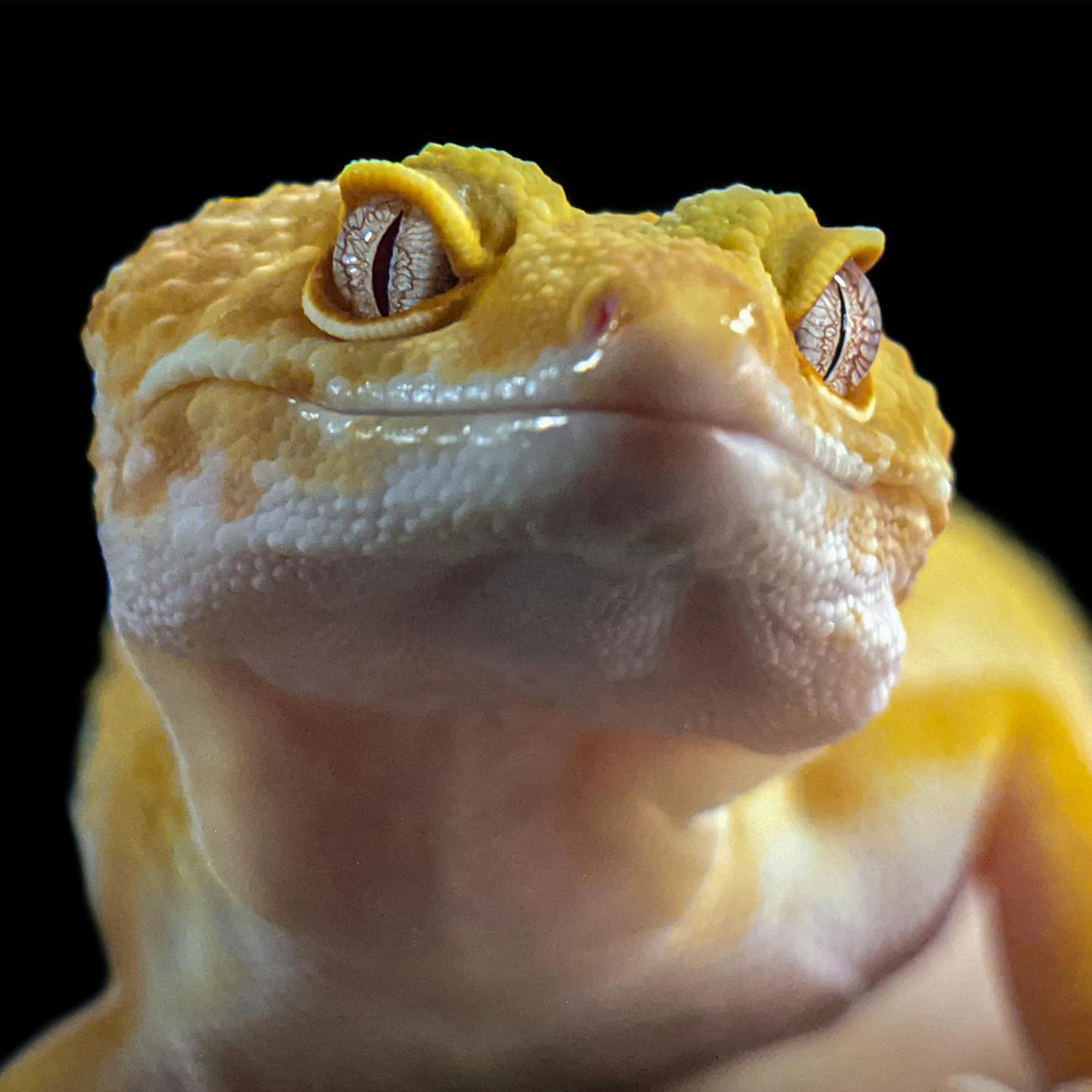 Legislation and Ethics in Exotic Pet Care