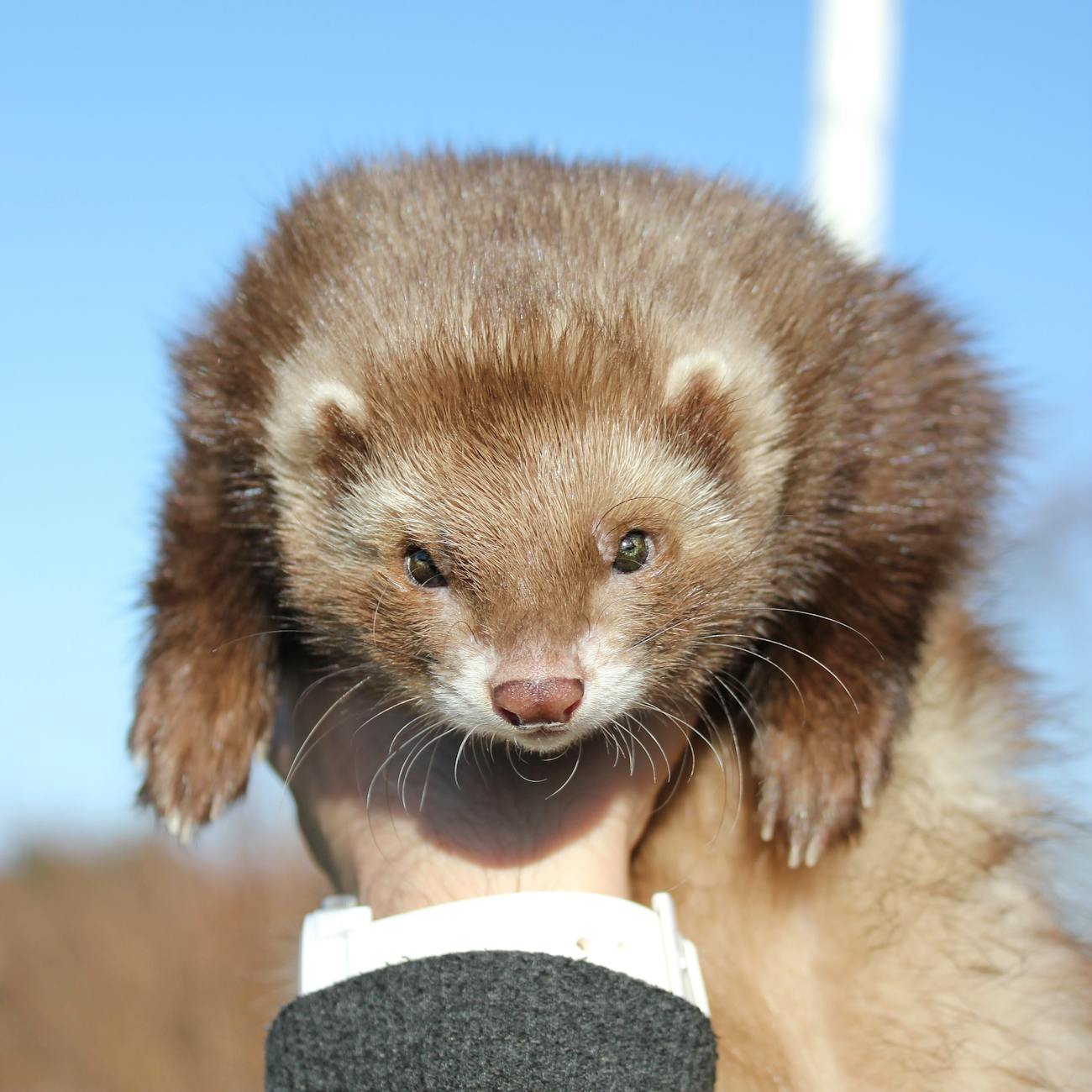 Client Communication in Exotic Pet Care