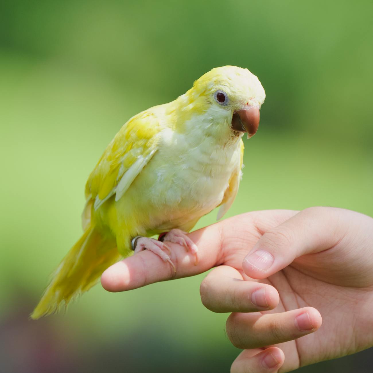 Vitamins and Minerals for Parrots