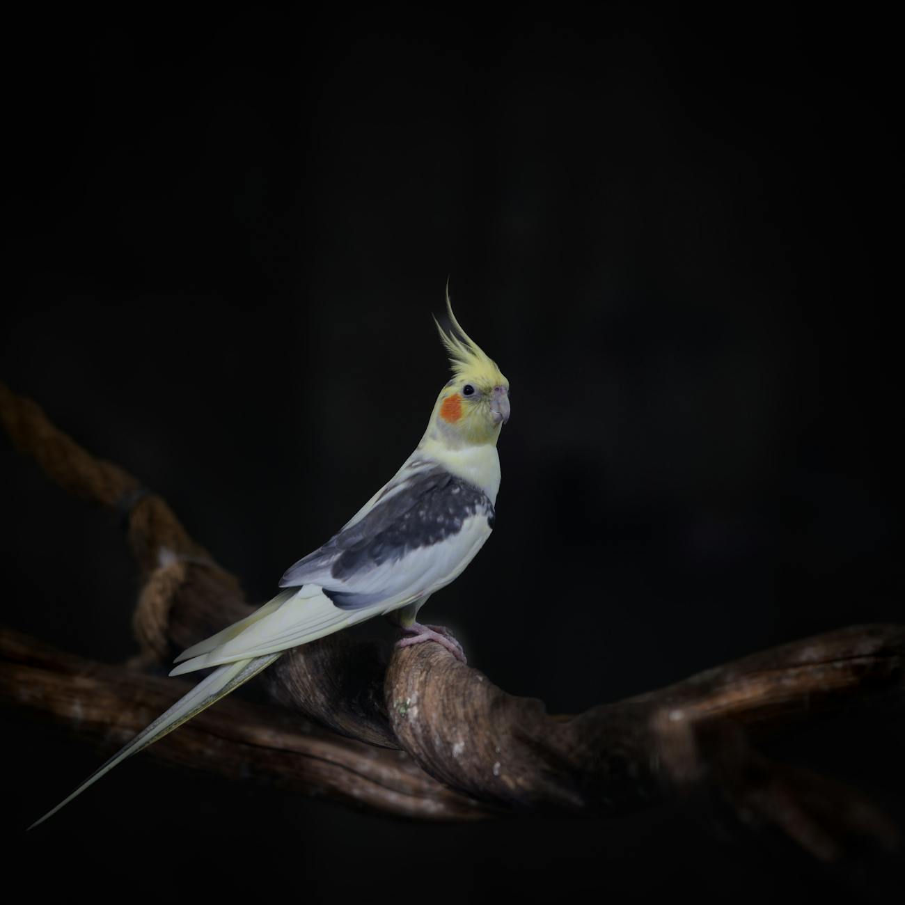 Protein and Amino Acids for Parrots