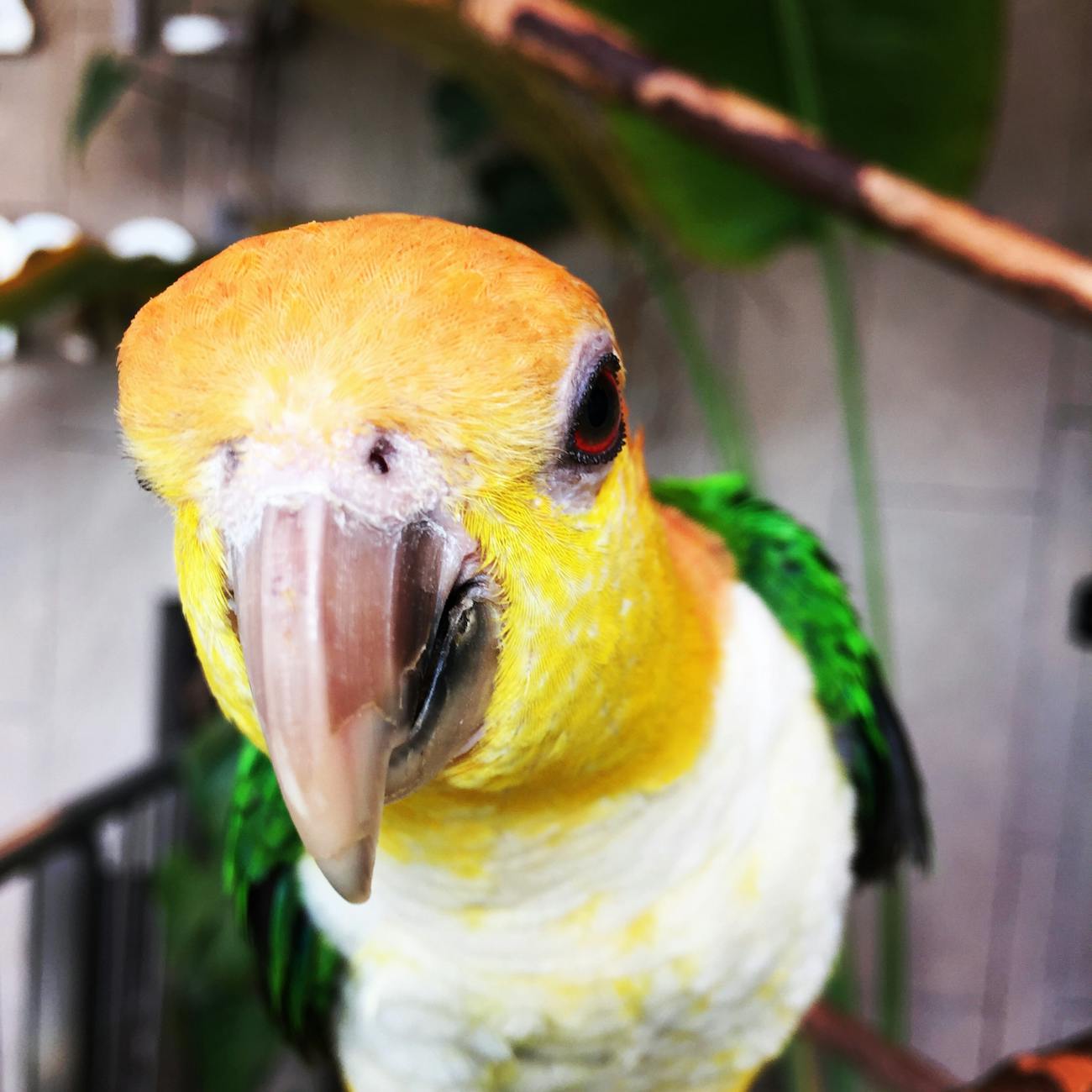 Water and Hydration for Parrots