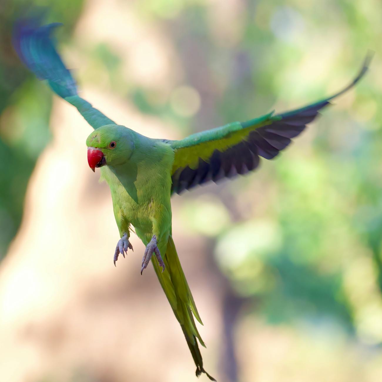 Common Nutritional Deficiencies in Parrots