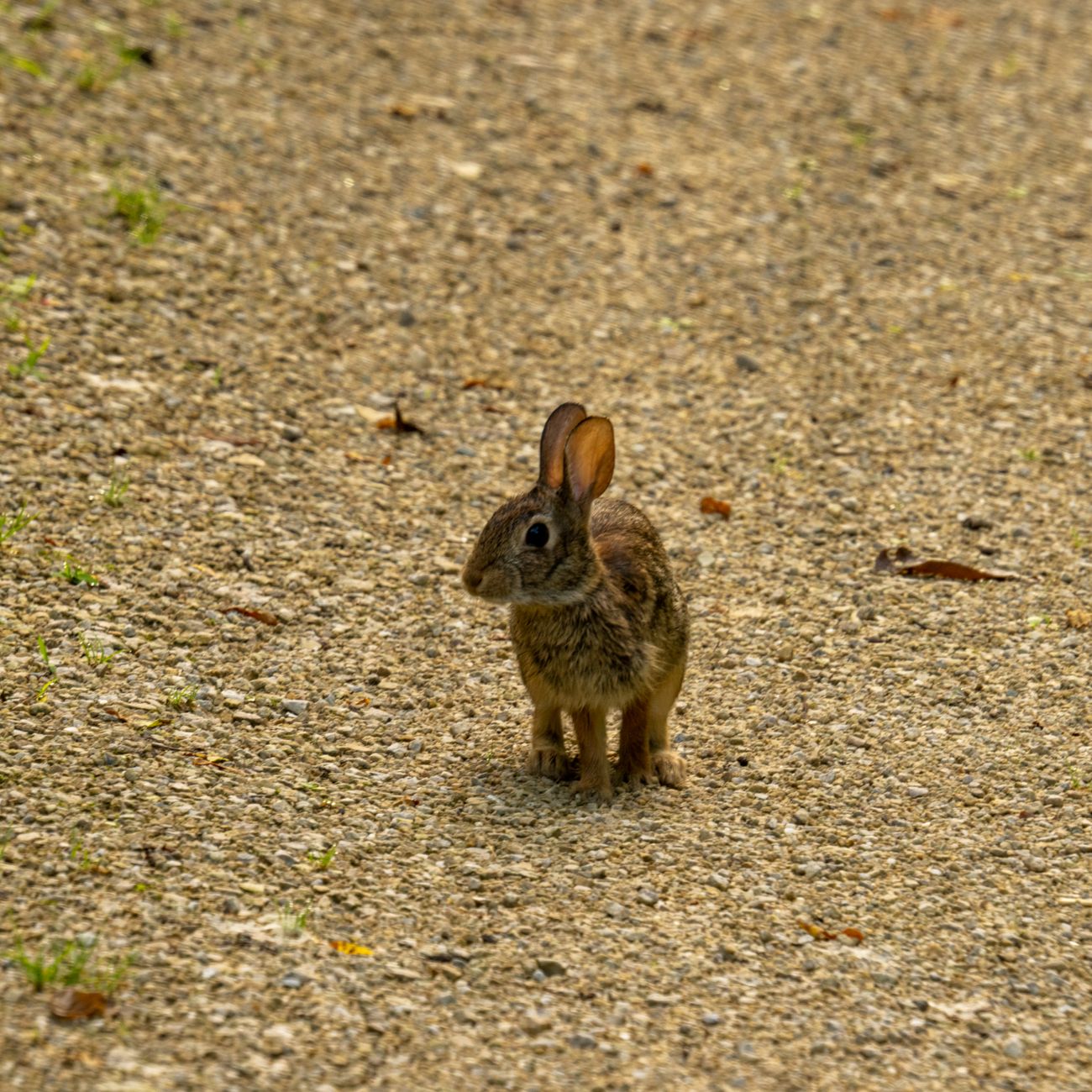 Anatomy and Physiology of Rabbits