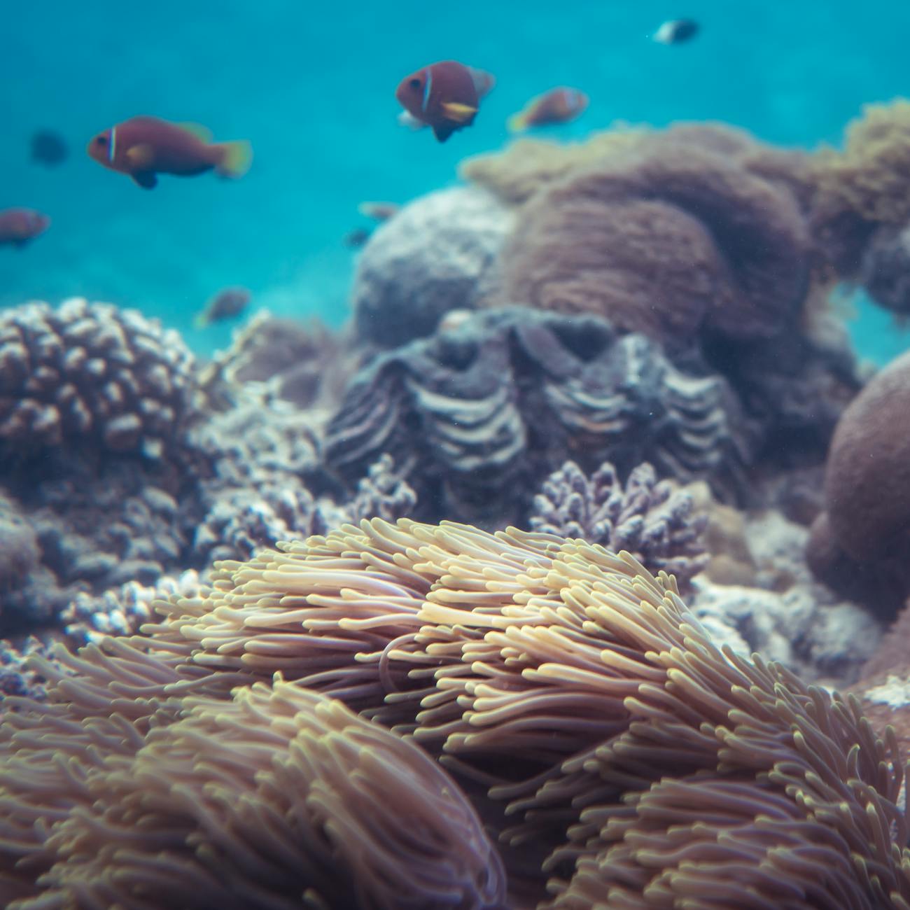 Marine Conservation Policy and Governance