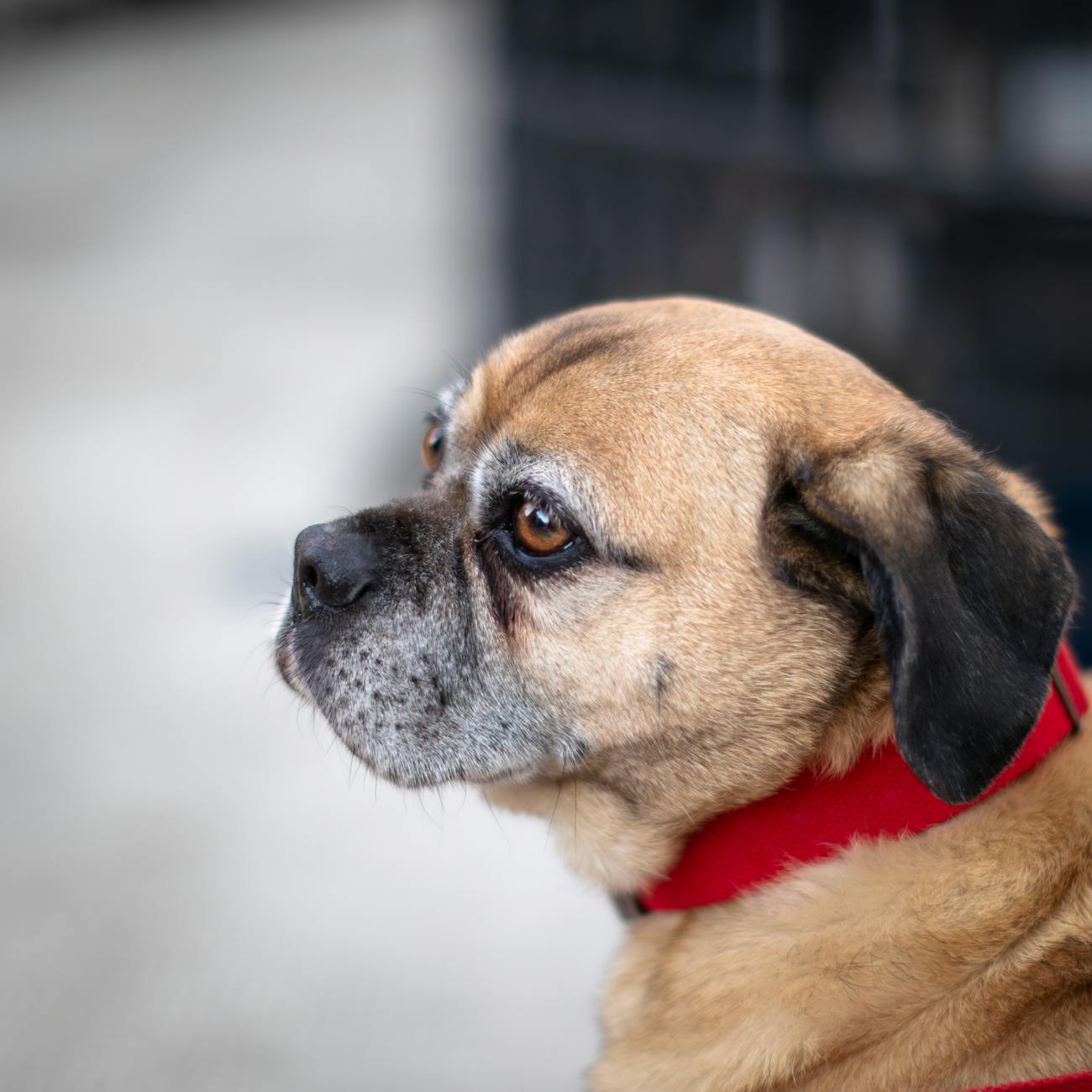 Understanding Your Pet Accessories Market