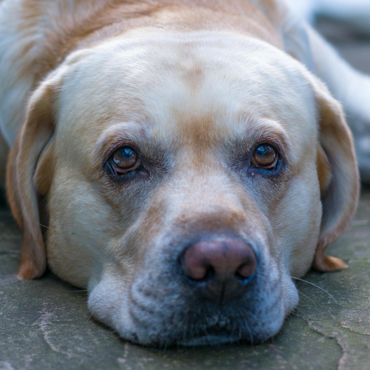 Customer Service and Support for Personalized Pet Accessories