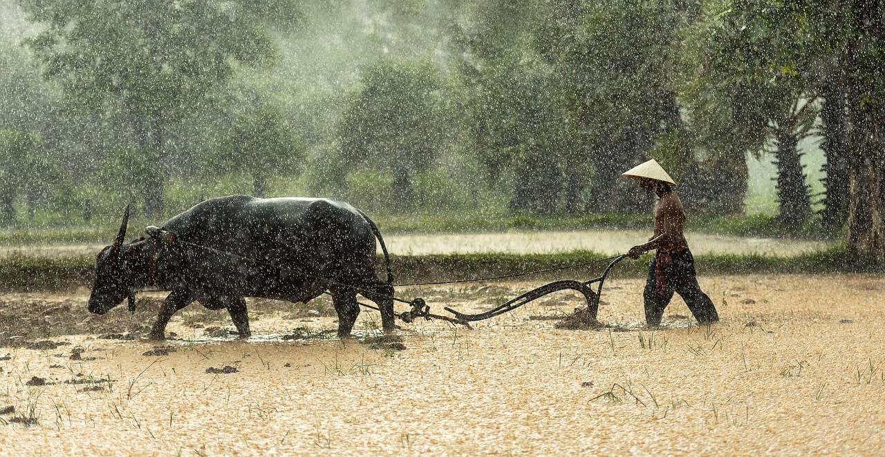 Food Security and Livelihoods