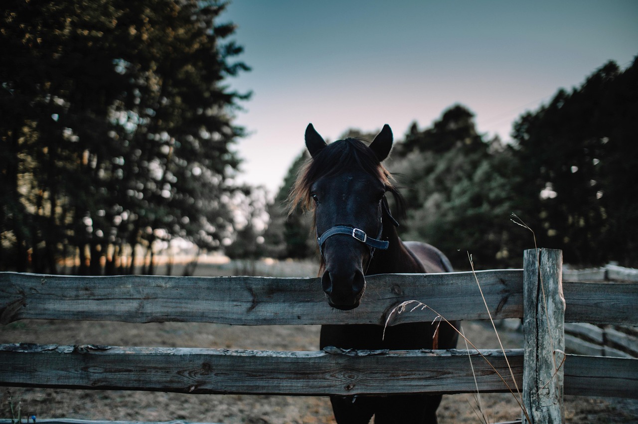 Equine Lameness Assessment