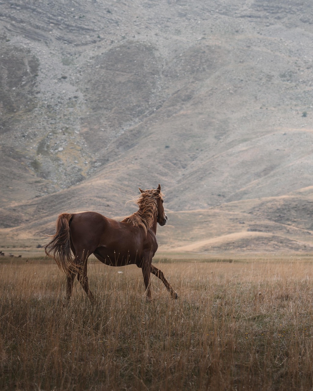 Equine Conformation and Movement