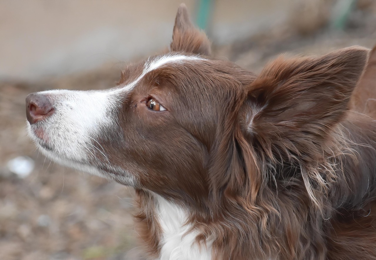 * Evaluating and Choosing Commercial Dog Foods