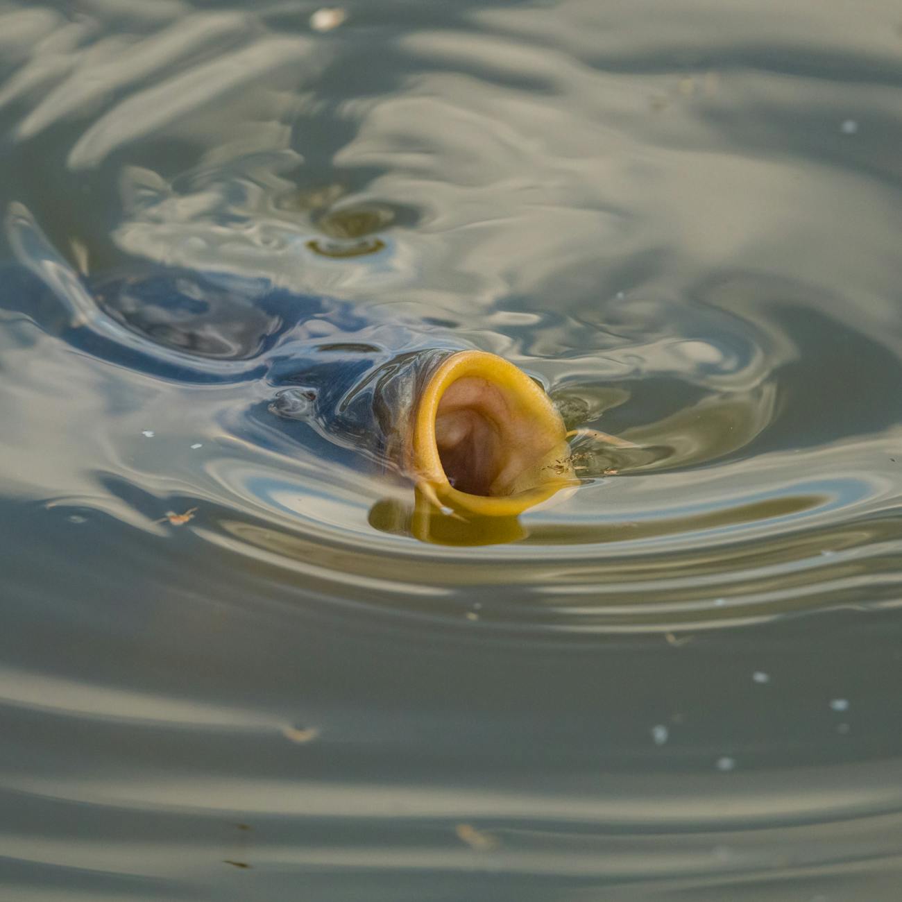 Fish Behavior and Ecological Engineering