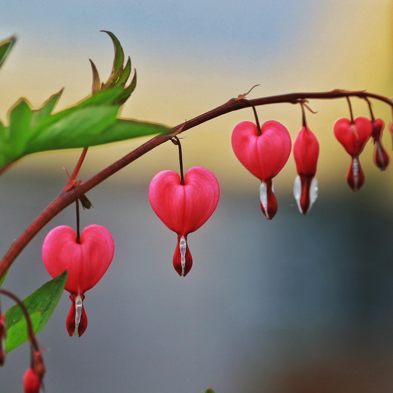 Transplant Cardiology Immunosuppression