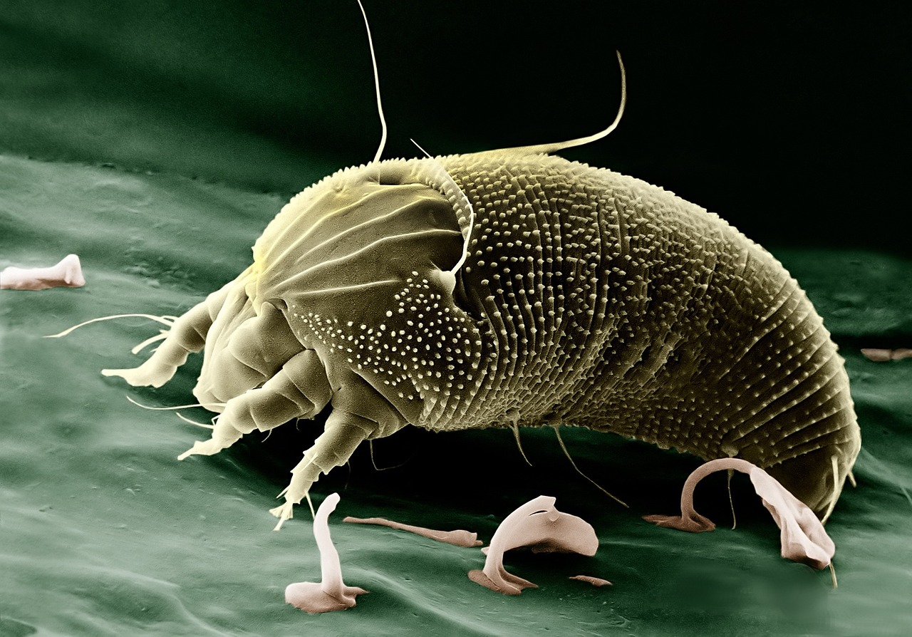 Immunology And Allergies