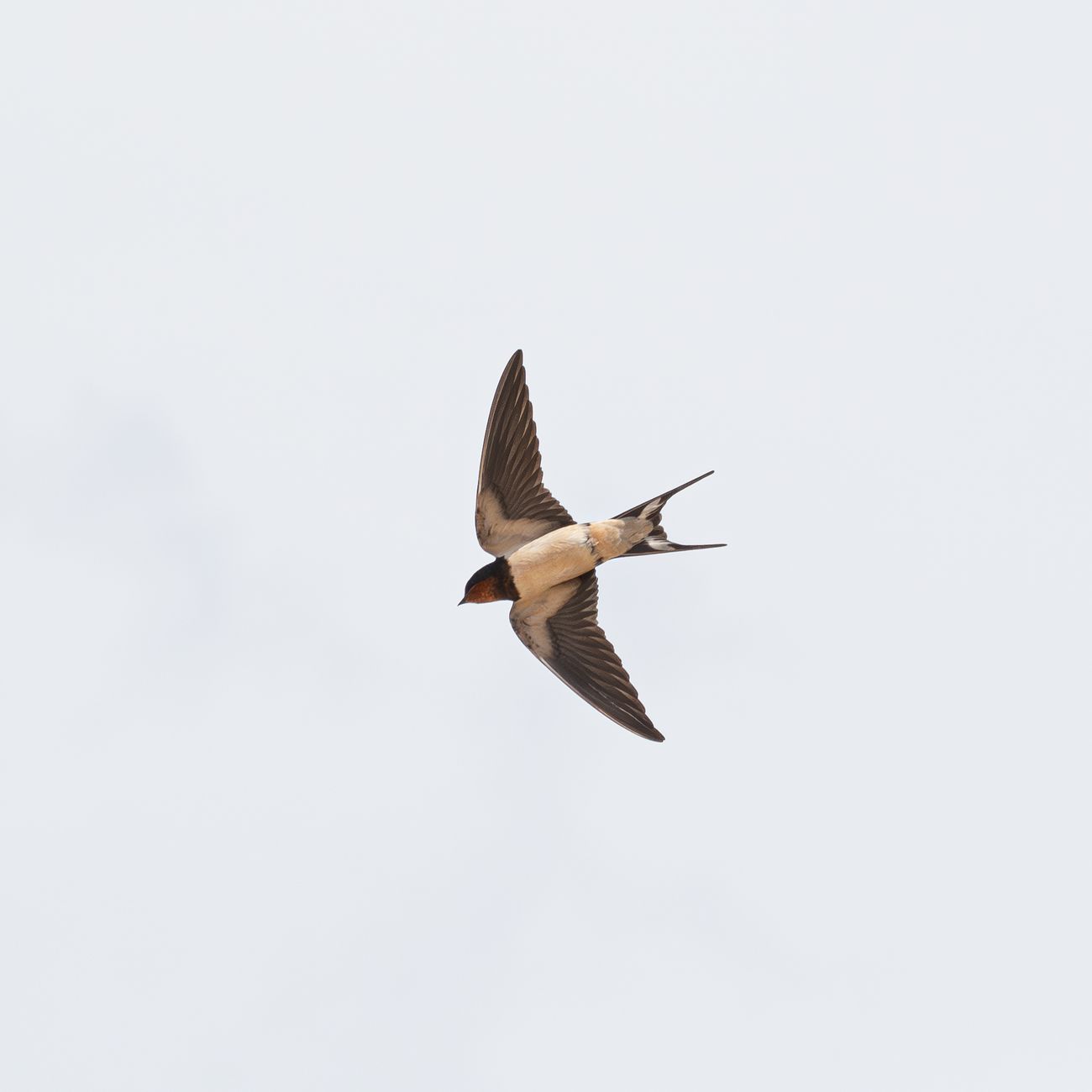 Advanced Swallow Assessment Techniques